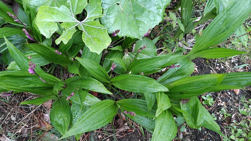 シラン 東京都大田区平和島公園