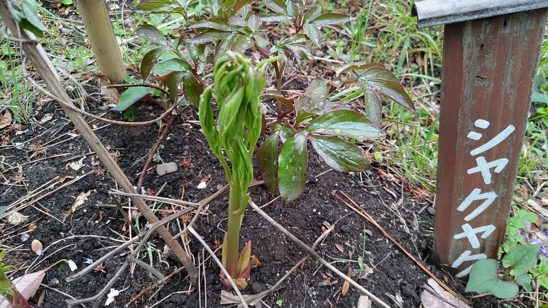 シャクヤクの名札 東京都大田区平和島公園