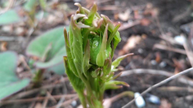 シャクヤクの新芽 東京都大田区平和島公園
