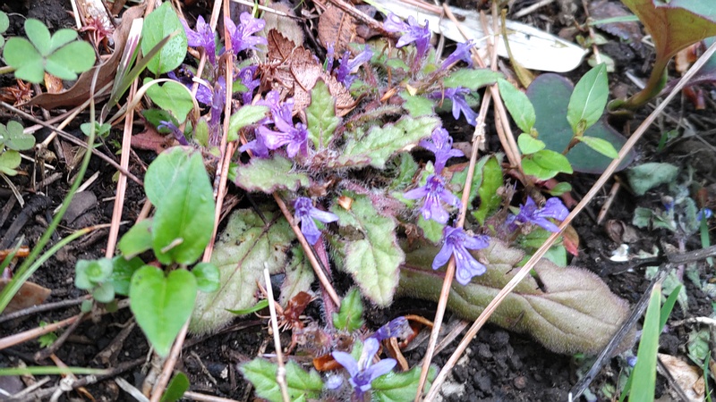 キランソウ 東京都大田区平和島公園