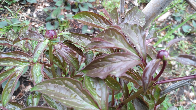 シャクヤクの蕾 東京都大田区平和島公園
