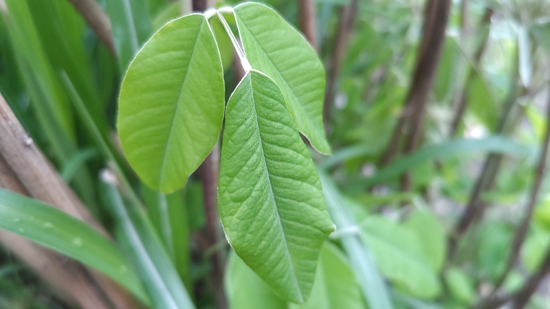 ミヤギノハギ 東京都大田区平和島公園
