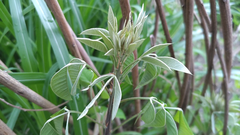 ミヤギノハギの新芽 東京都大田区平和島公園