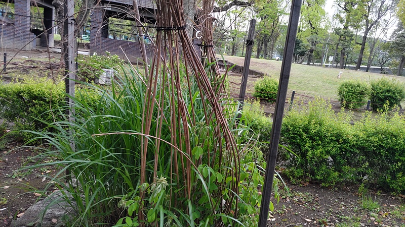 ミヤギノハギの植栽 東京都大田区平和島公園
