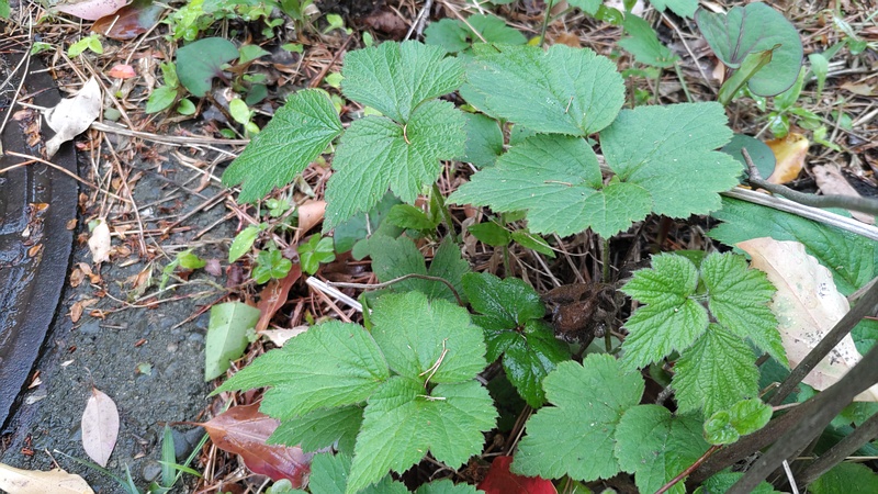 シュウメイギク 東京都大田区平和島公園
