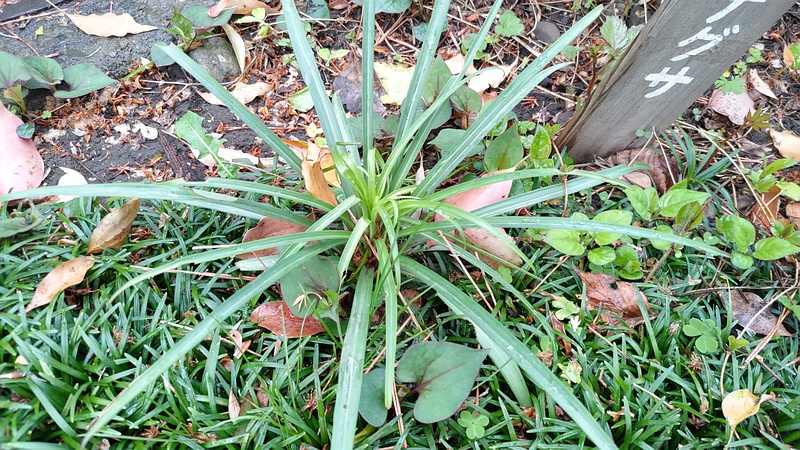 ヤブラン 東京都大田区平和島公園