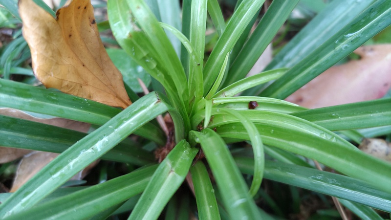 ヤブラン 東京都大田区平和島公園