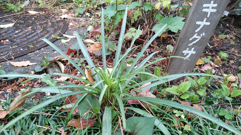 ヤブラン 東京都大田区平和島公園
