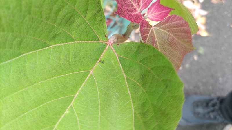 アカメガシワの蜜腺とアリ 東京都大田区平和島公園