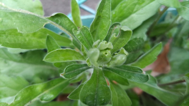 オニタビラコ 東京都大田区平和島公園