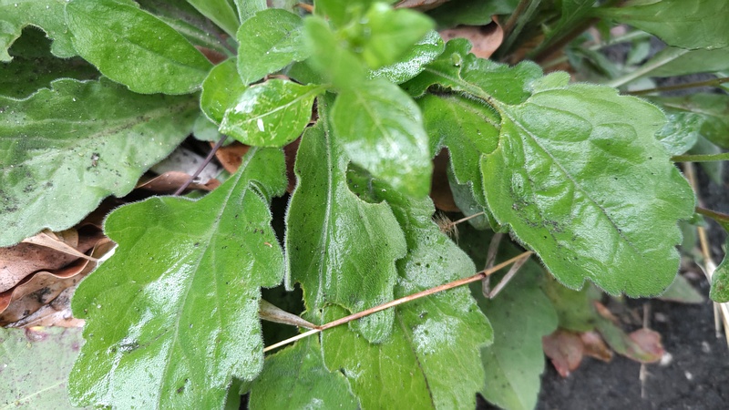 オニタビラコ 東京都大田区平和島公園