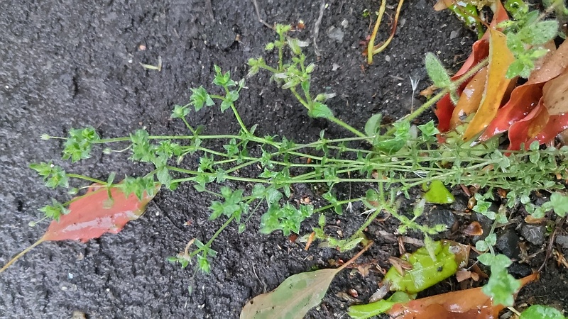 ノミノツヅリ 東京都大田区平和島公園