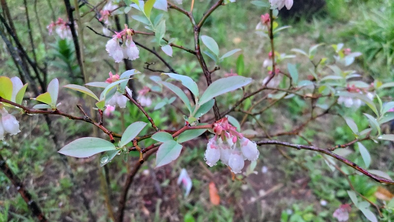 ブルーベリーの花 東京都大田区平和島公園