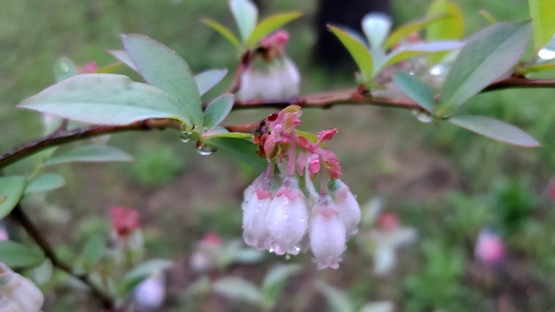 ブルーベリーの花 東京都大田区平和島公園