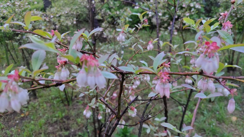 ブルーベリーの花 東京都大田区平和島公園