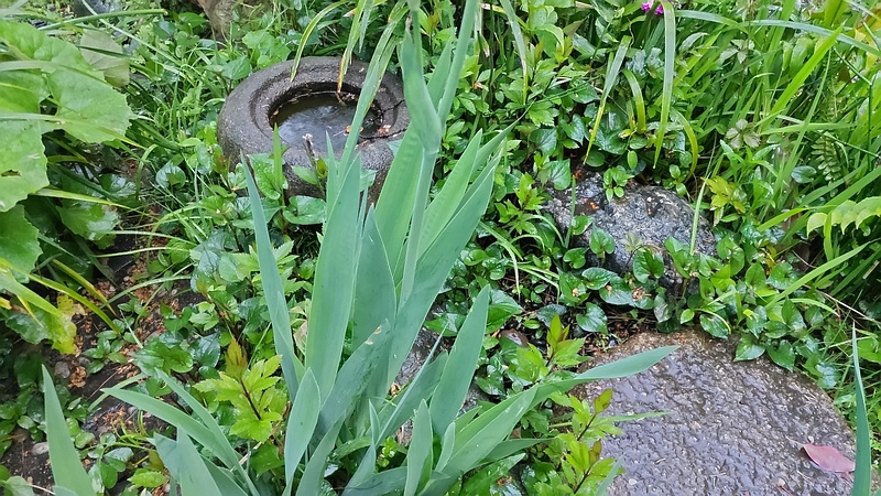 アヤメ 東京都大田区平和島公園