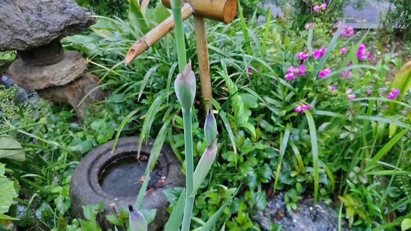 アヤメの蕾 東京都大田区平和島公園