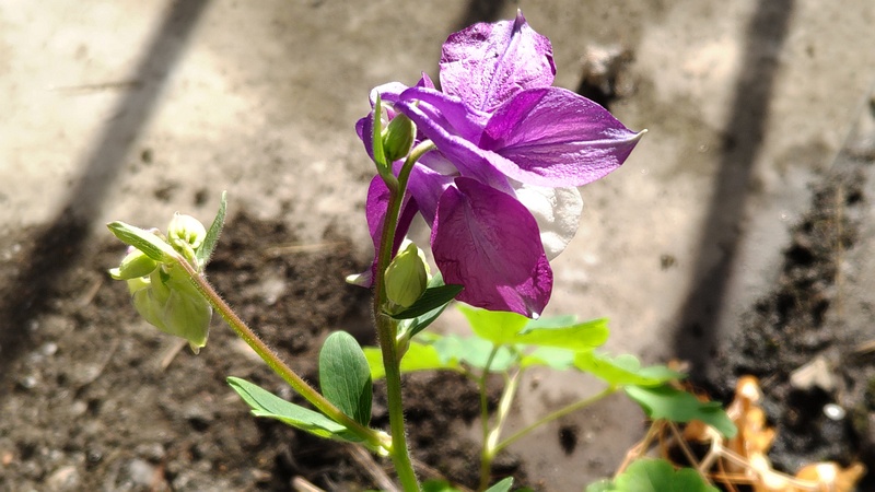 セイヨウオダマキの花 横浜市旭区中希望が丘