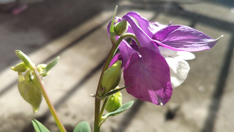 セイヨウオダマキの花 横浜市旭区中希望が丘