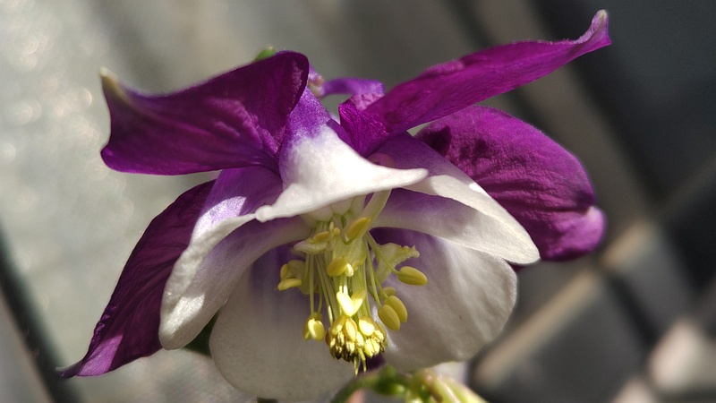 セイヨウオダマキの花 横浜市旭区中希望が丘