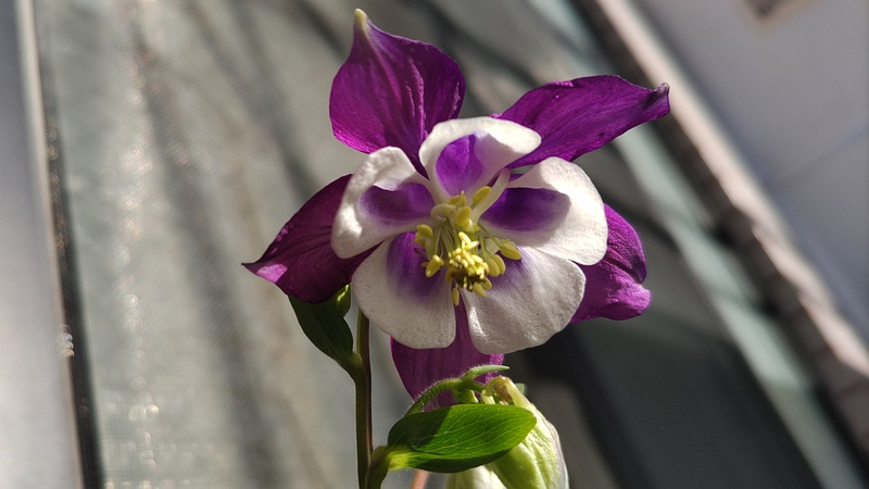 セイヨウオダマキの花 横浜市旭区中希望が丘