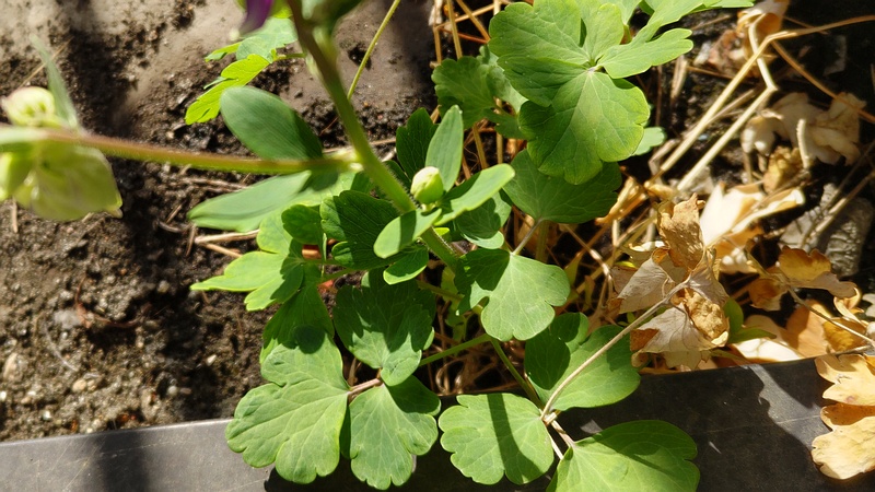 セイヨウオダマキ 横浜市旭区中希望が丘