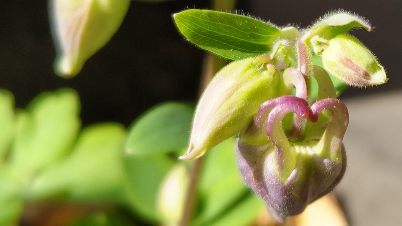 セイヨウオダマキの蕾 横浜市旭区中希望が丘