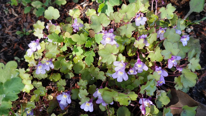 ツタバウンランの花 横浜市旭区中希望が丘