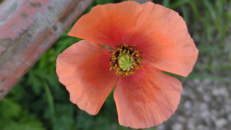 ナガミヒナゲシの花 横浜市旭区希望が丘ふれあいの森公園
