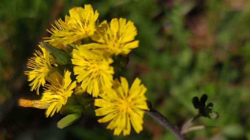 オニタビラコの花 横浜市旭区希望が丘ふれあいの森公園