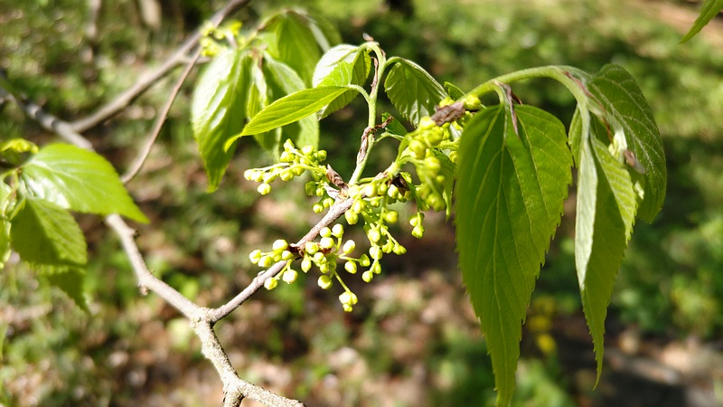 ムクノキの蕾 横浜市旭区希望が丘ふれあいの森公園