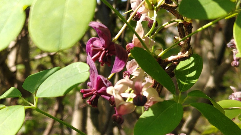 アケビの雌花と雄花 横浜市旭区希望が丘ふれあいの森公園