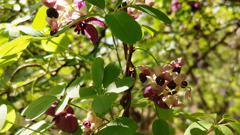 アケビの雌花と雄花 横浜市旭区希望が丘ふれあいの森公園