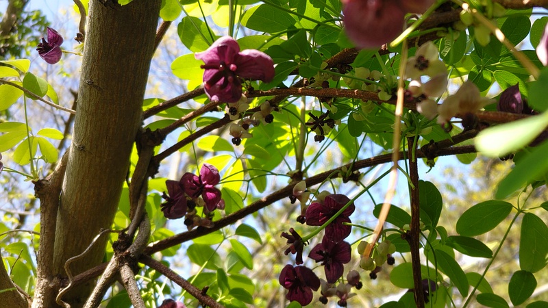 アケビの花 横浜市旭区希望が丘ふれあいの森公園