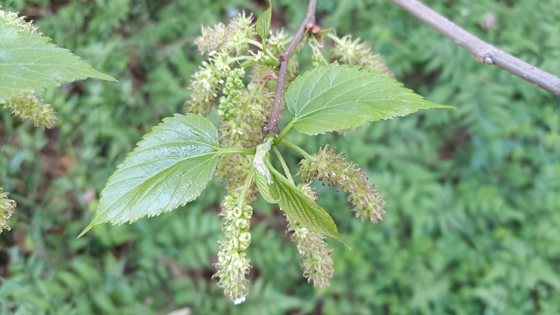 クワの雄花 横浜市旭区希望が丘ふれあいの森公園