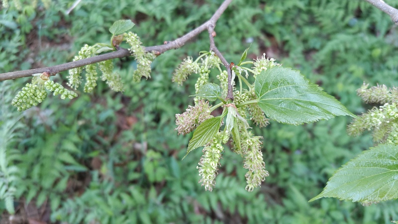 クワの雄花 横浜市旭区希望が丘ふれあいの森公園