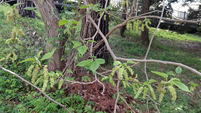 クワの雄花 横浜市旭区希望が丘ふれあいの森公園
