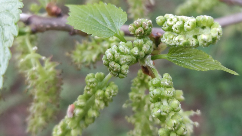 クワの雄花の蕾 横浜市旭区希望が丘ふれあいの森公園