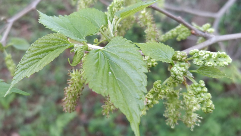 クワの雄花と蕾 横浜市旭区希望が丘ふれあいの森公園