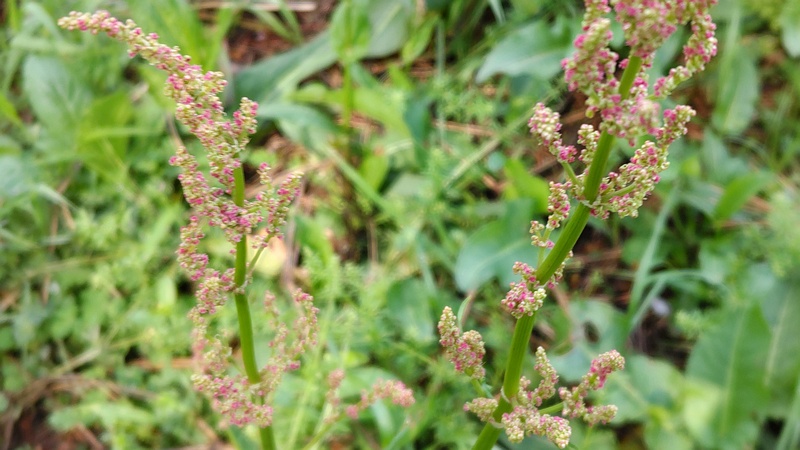 スイバの花 横浜市旭区希望が丘ふれあいの森公園
