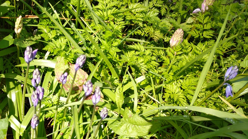 ムラサキクンシランの蕾 横浜市旭区希望が丘ふれあいの森公園