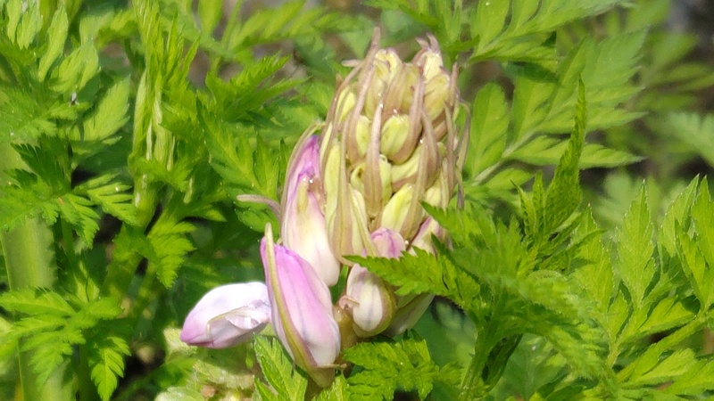 ムラサキクンシランの蕾 横浜市旭区希望が丘ふれあいの森公園