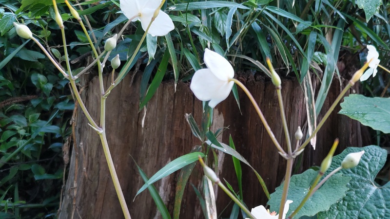 シラユキゲシの花 横浜市旭区希望が丘水の森公園