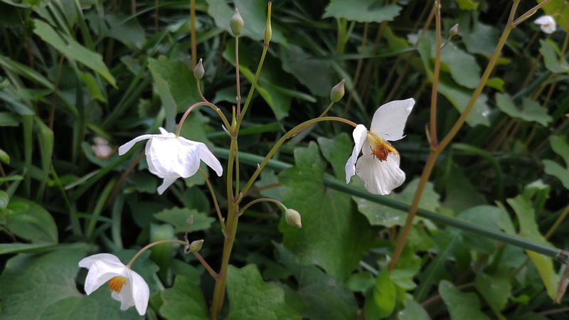 シラユキゲシの花 横浜市旭区希望が丘水の森公園