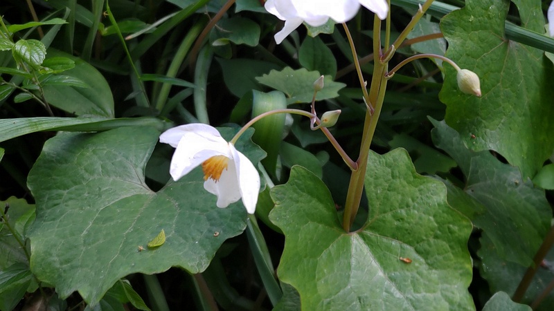 シラユキゲシの花 横浜市旭区希望が丘水の森公園