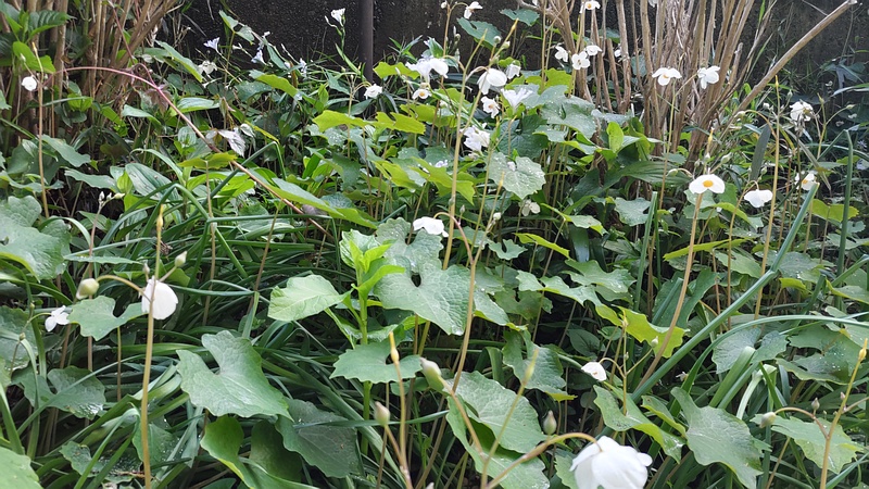 シラユキゲシの花 横浜市旭区希望が丘水の森公園