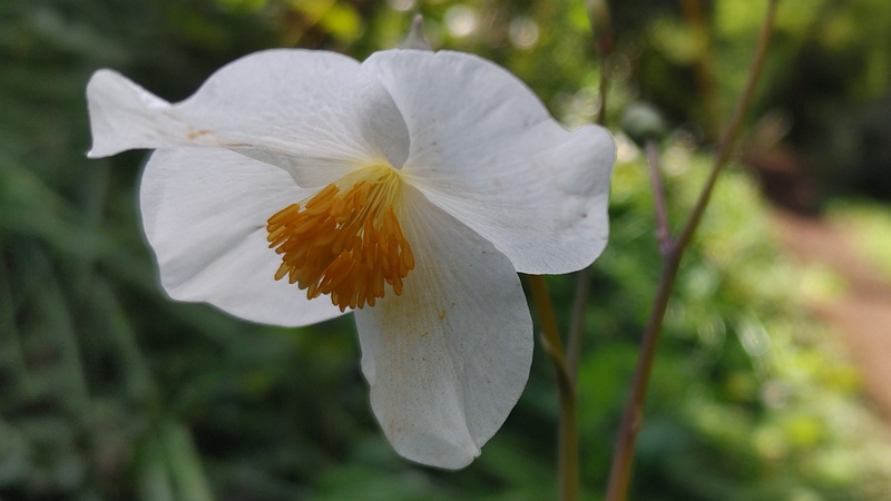 シラユキゲシの花 横浜市旭区希望が丘水の森公園