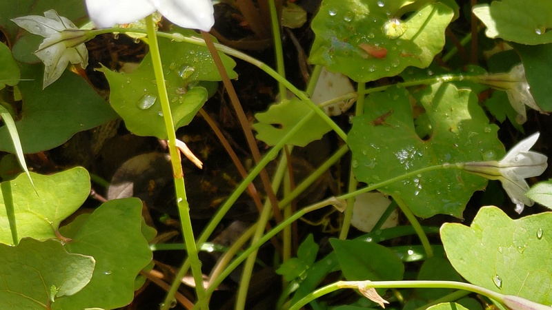 ハナニラの透き通る花 横浜市旭区希望が丘水の森公園