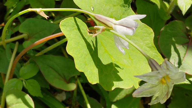 ハナニラの透き通る花 横浜市旭区希望が丘水の森公園