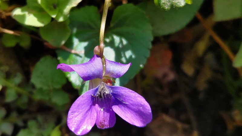 アメリカスミレサイシンの花 横浜市旭区希望が丘水の森公園
